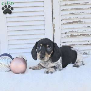 Skye, Dachshund Puppy